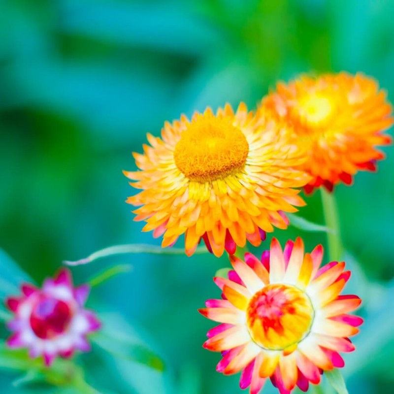 Kocanka karłowa, Nieśmiertelnik, mieszanka (Helichrysum bracteatum) nasiona 0,5g (4).jpg