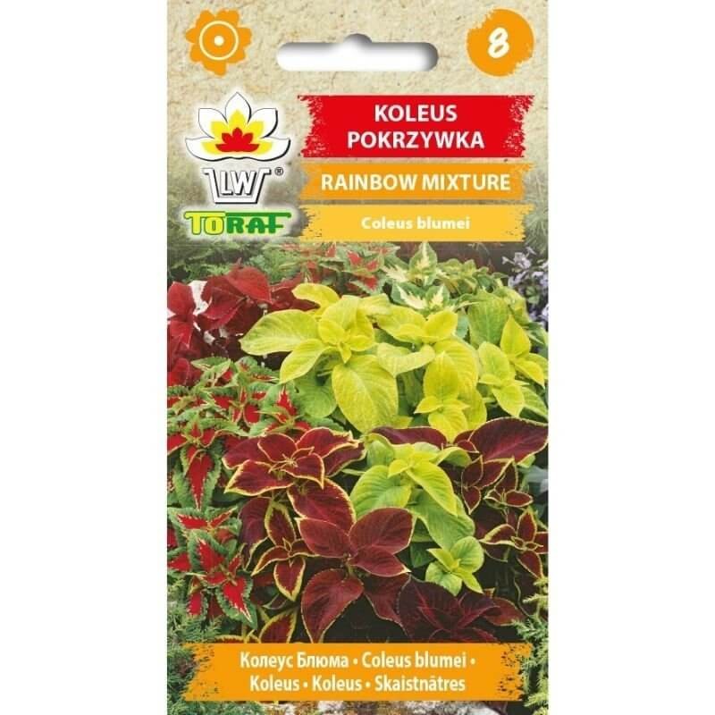 Koleus Pokrzywka RAINBOW MIXTURE (Coleus blumei) nasiona 0,2g (1).jpg