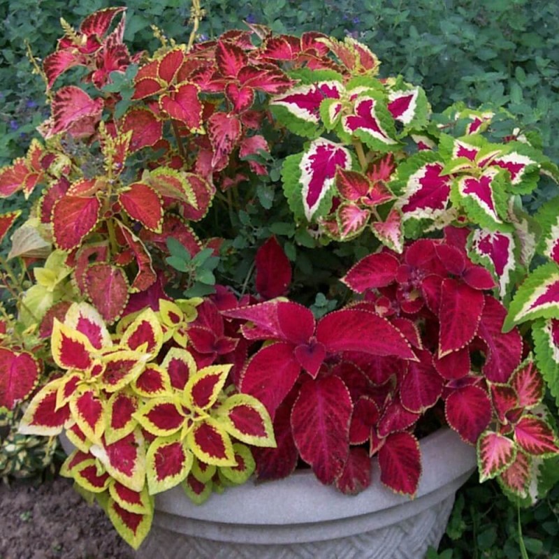 Koleus Pokrzywka RAINBOW MIXTURE (Coleus blumei) nasiona 0,2g (2).jpg
