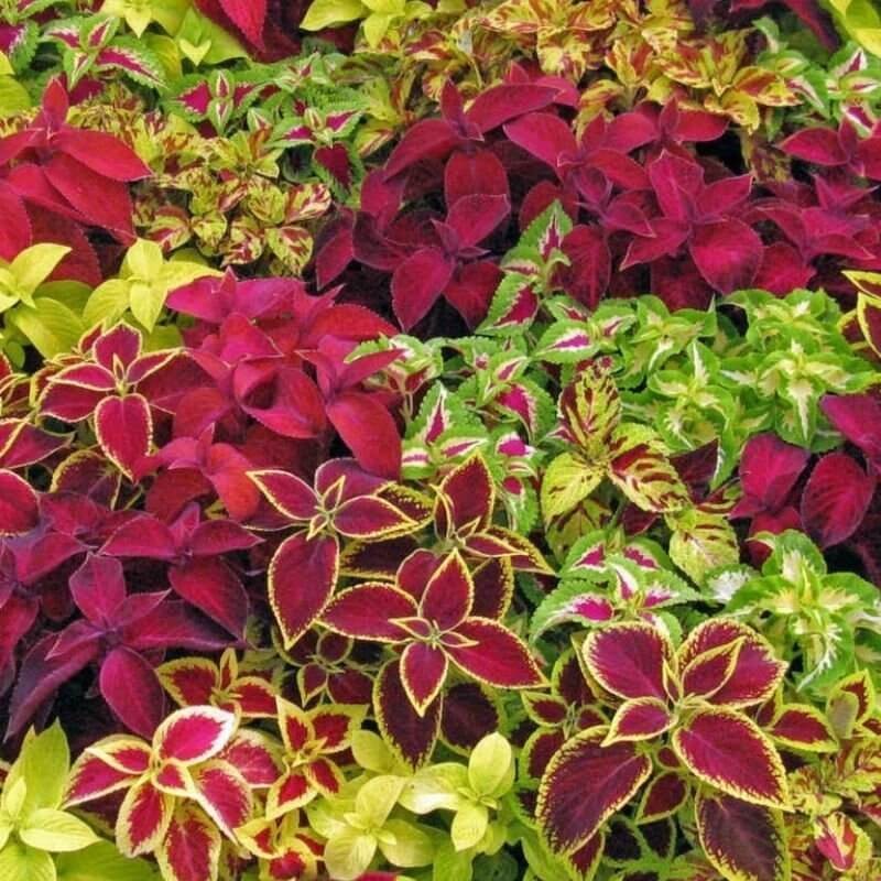 Koleus Pokrzywka RAINBOW MIXTURE (Coleus blumei) nasiona 0,2g (3).jpg