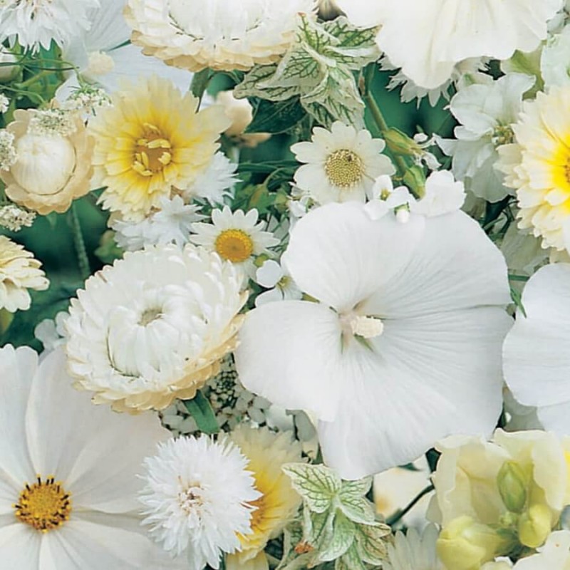 Kompozycja Białych Roślin Jednorocznych nasiona 1g (2).jpg