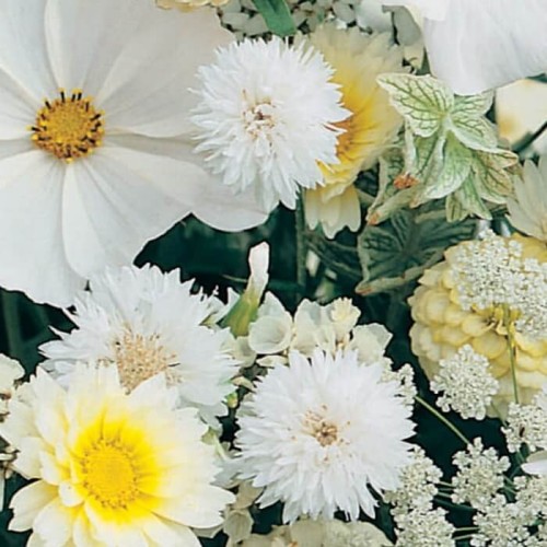 Kompozycja białych Roślin Jednorocznych nasiona 1g