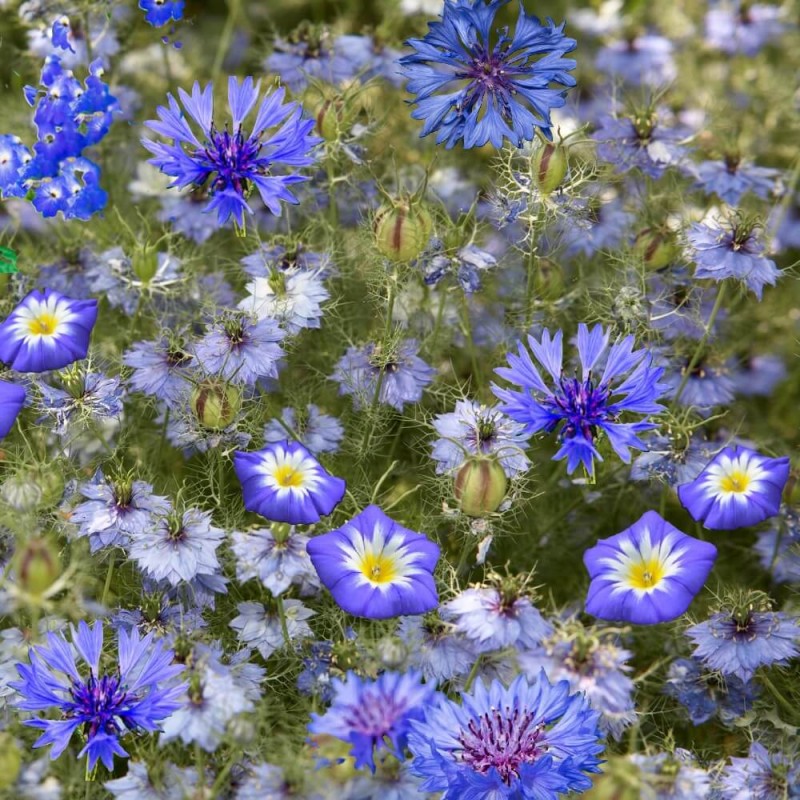 Kompozycja Niebieskich Roślin Jednorocznych nasiona 1g (1).jpg