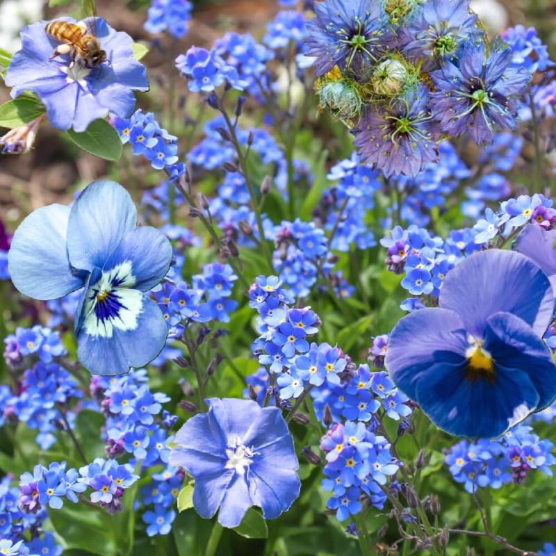 Kompozycja Niebieskich Roślin Jednorocznych nasiona 1g (2).jpg