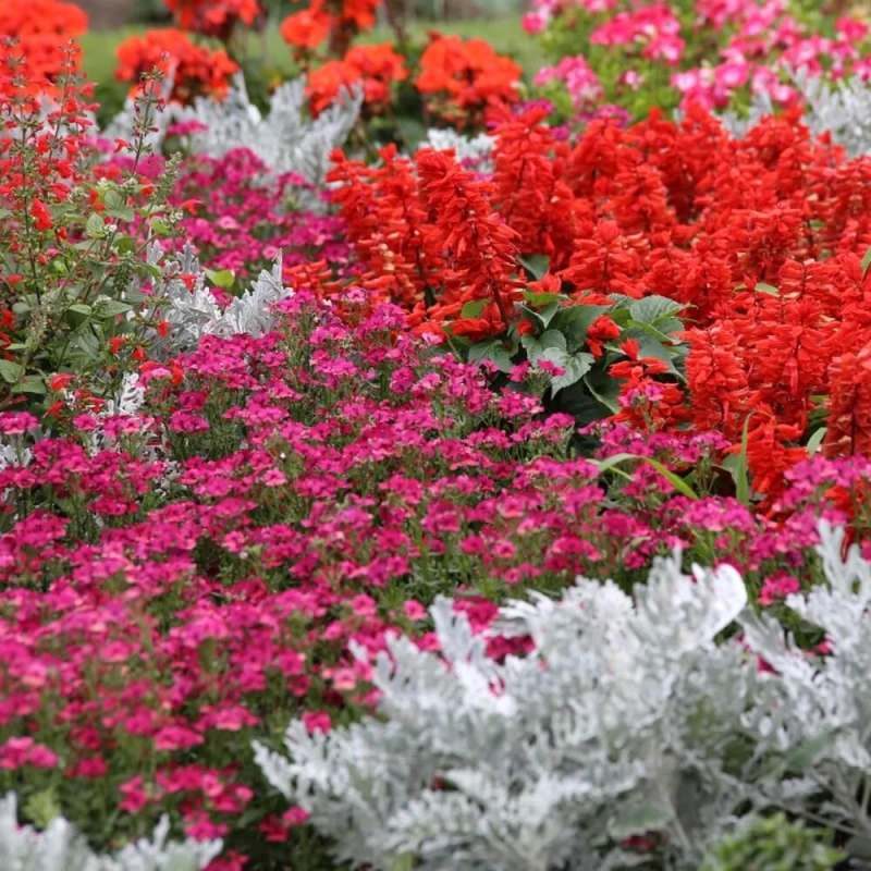 Kompozycja Czerwonych Roślin Jednorocznych nasiona 1g (1).jpg