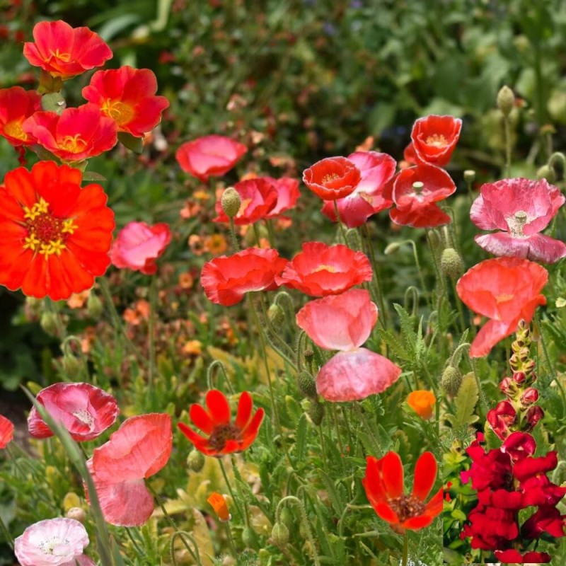 Kompozycja Czerwonych Roślin Jednorocznych nasiona 1g (2).jpg