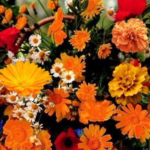 Kompozycja Pomarańczowych Roślin Jednorocznych nasiona 1g