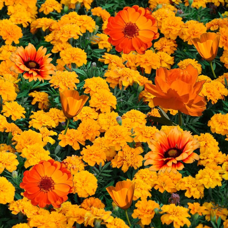 Kompozycja Pomarańczowych Roślin Jednorocznych nasiona 1g.jpg