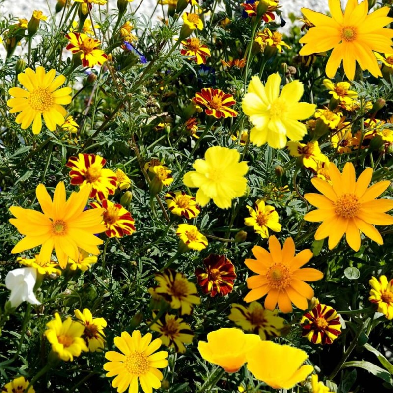 Kompozycja Żółtych Roślin Jednorocznych nasiona 1g (1).jpg