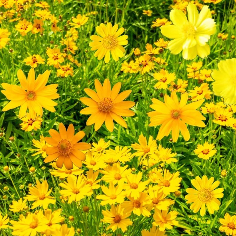 Kompozycja Żółtych Roślin Jednorocznych nasiona 1g (2).jpg