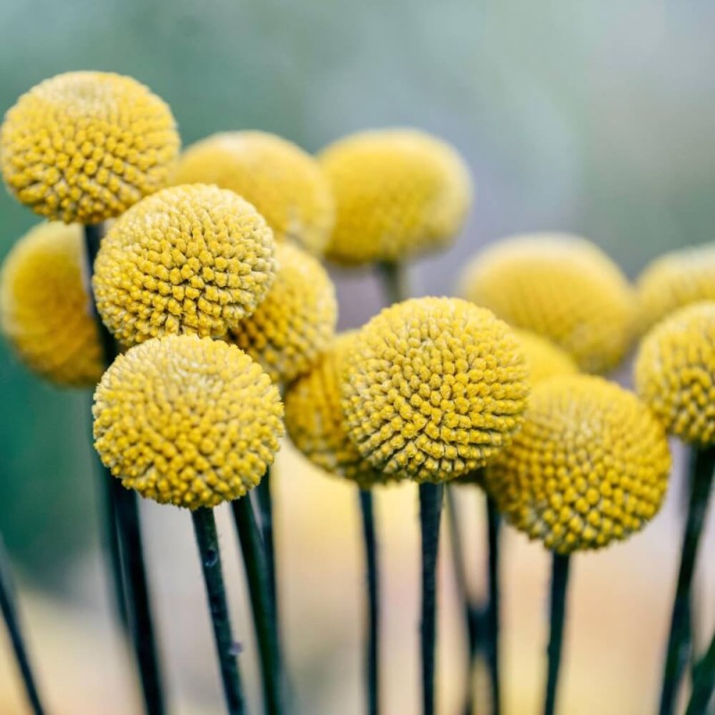 Kraspedia żółta (Craspedia globosa) nasiona 0,1g (3).jpg