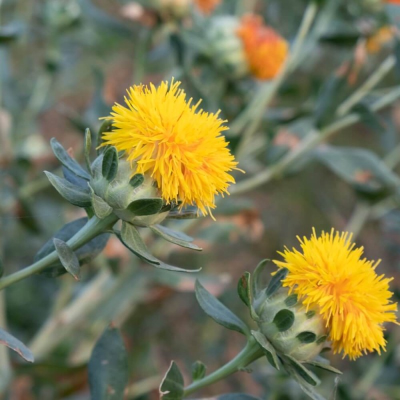 Krokosz, mieszanka (carthamus tinctoria) nasiona 1g (2).jpg