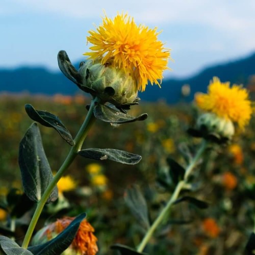 Krokosz mieszanka nasiona 1g