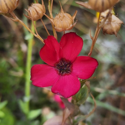 Len wielkokwiatowy czerwony 1g nasiona