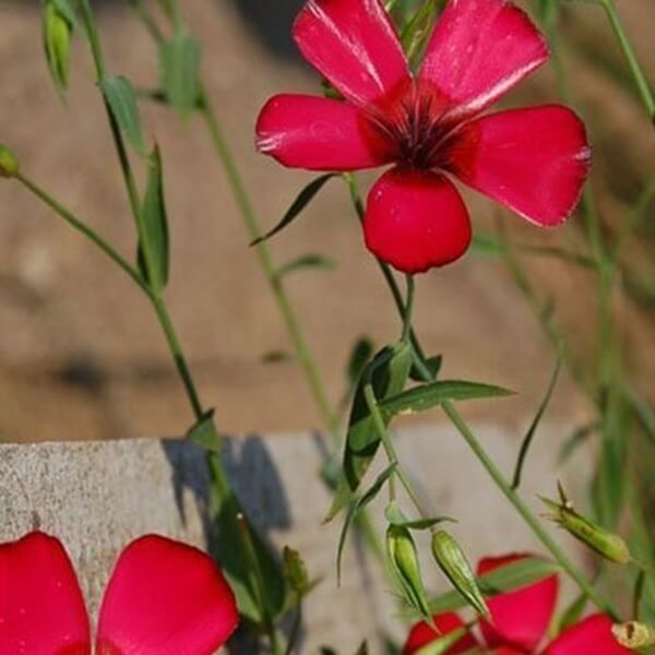 Len wielkokwiatowy, czerwony (Linum grandiflorum) 1g, nasiona (6).jpg