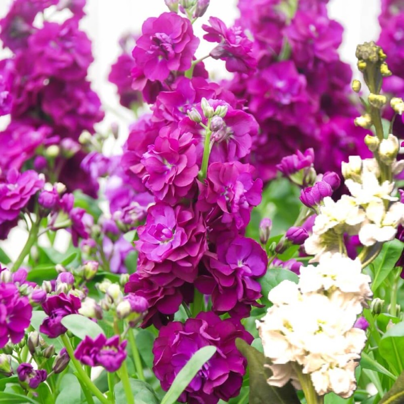 Lewkonia letnia, mieszanka (Matthiola incana) nasiona 0,5g (2).jpg