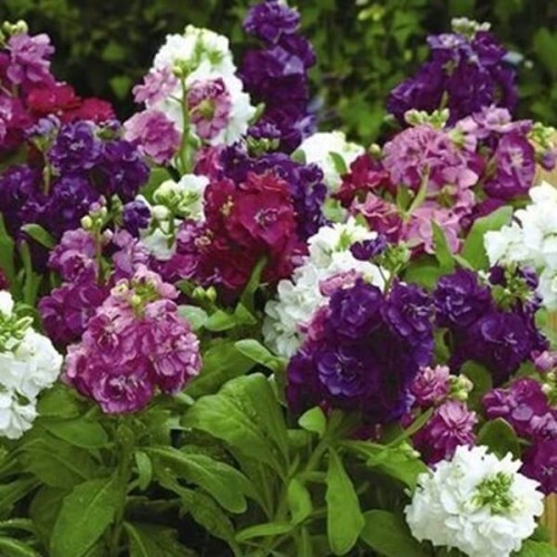 Lewkonia letnia mieszanka nasiona 0,5g