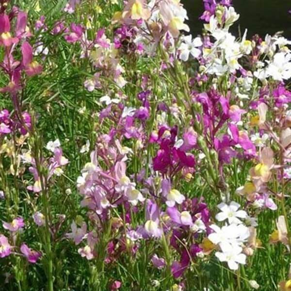 Lnica marokańska, mieszanka (linaria maroccana) nasiona 0,5g (2).jpg