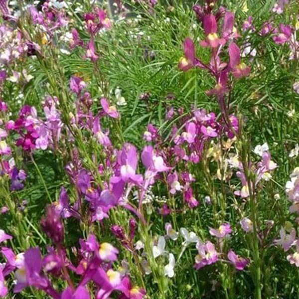 Lnica marokańska, mieszanka (linaria maroccana) nasiona 0,5g (3).jpg