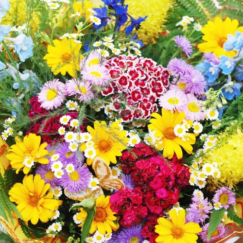 Mieszanka balkonowa nasiona 1g