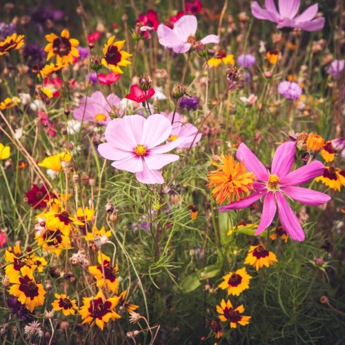 Mieszanka wysokich roślin jednorocznych nasiona 1g