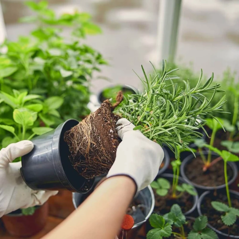 Ekologiczny Nawóz Humvit-eko Uniwersalny 1l nawozy (4).jpg