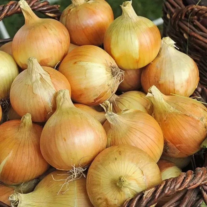 Taśma - Cebula mieszanka odmian (Allium cepa) nasiona na taśmie maty (3).jpg