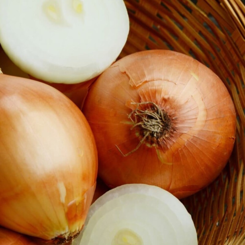 Taśma - Cebula mieszanka odmian (Allium cepa) nasiona na taśmie maty (4).jpg