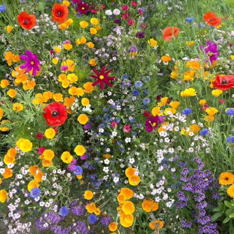 Mata nasienna 'Mieszanka wysokich roślin jednorocznych' 20x300 cm maty (4).jpg