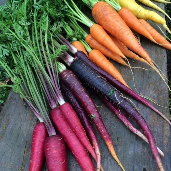 Marchew WIELOBARWNA mieszanka nasiona (1).jpg
