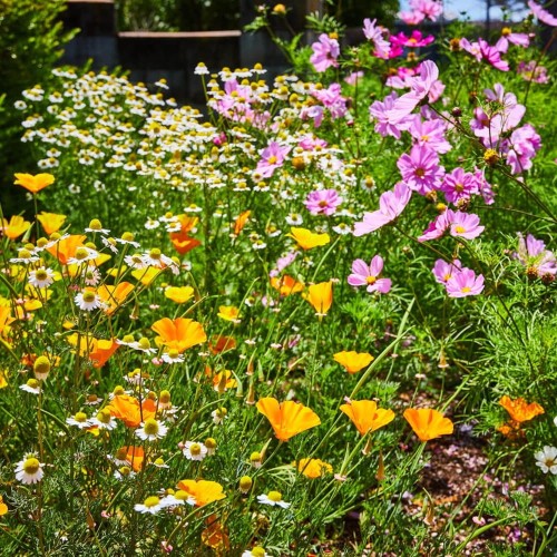 Mieszanka niskich roślin jednorocznych nasiona 1g