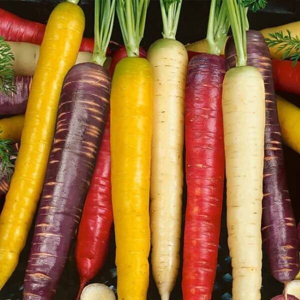 Marchew WIELOBARWNA mieszanka nasiona (2).jpg