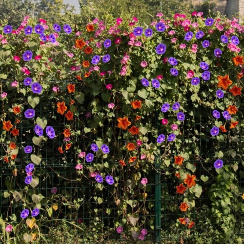 Mieszanka jednorocznych roślin pnących nasiona 2g