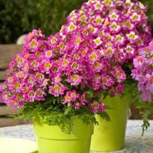 Motylek mieszanka nasiona 05 g