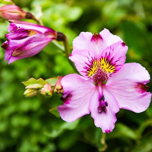 Motylek, mieszanka (Schizanthus wisetonensis) nasiona 0,5 g (3).jpg