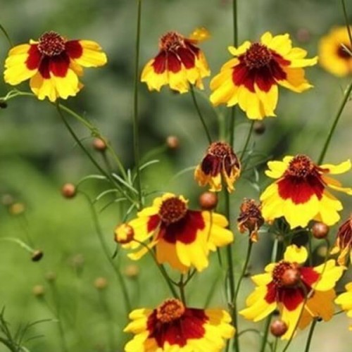 Nachyłek Dwubarwny mieszanka karłowa nasiona 05 g