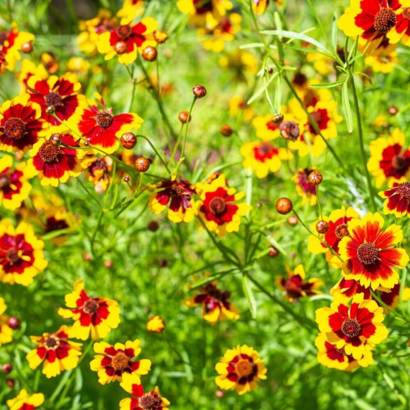 Nachyłek Dwubarwny, mieszanka karłowa (Coreopsis tinctoria) nasiona 0,5 g (4).jpg