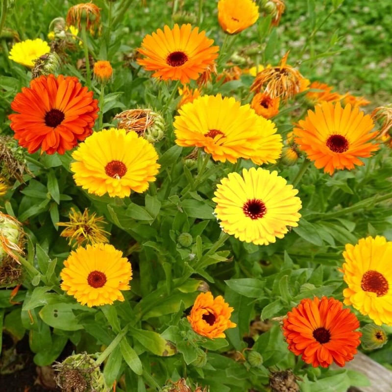Nagietek lekarski, mieszanka (Calendula officinalis) nasiona 3g (2).jpg