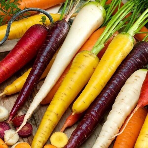 Marchew wielobarwna polecana odmiana nasiona.jpg