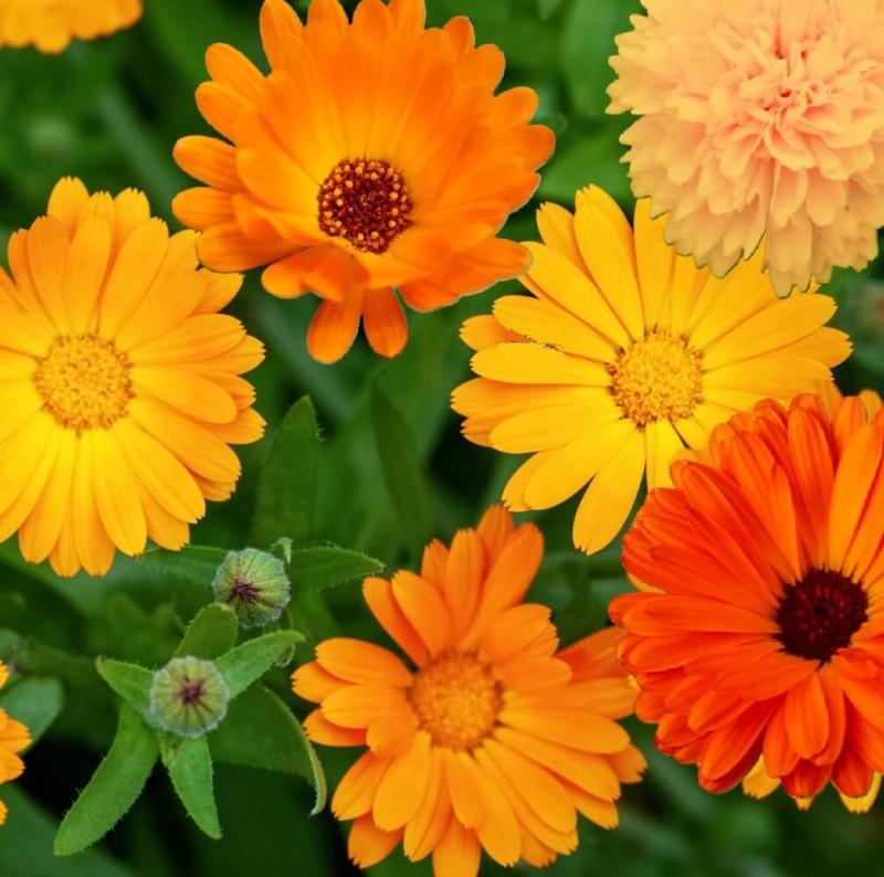 Nagietek lekarski, mieszanka (Calendula officinalis) nasiona 3g (1).jpg