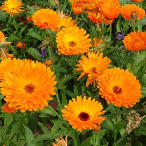 Nagietek lekarski pomarańczowy nasiona 3g