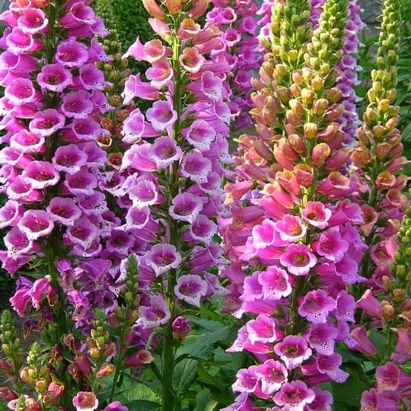 Naparstnica Purpurowa (Digitalis Purpurea) nasiona 0,5g (2).jpg