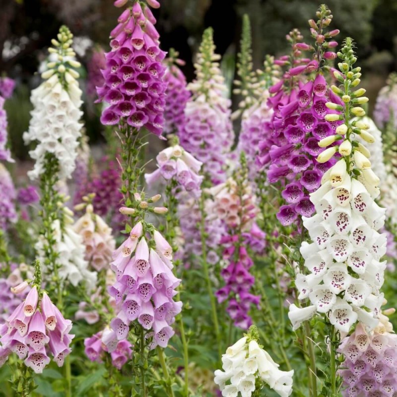 Naparstnica Purpurowa (Digitalis Purpurea) nasiona 0,5g (3).jpg