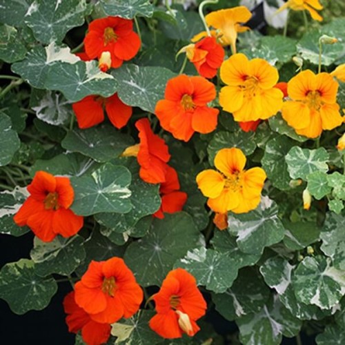 Nasturcja niska Alaska mieszanka nasiona 3g