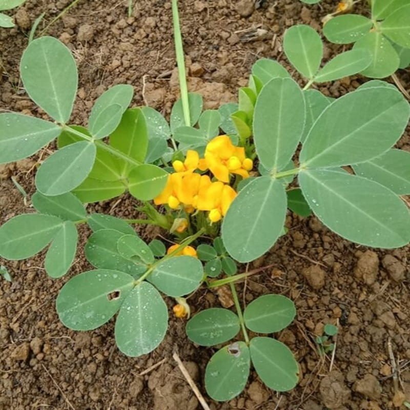 Orzeszki ziemne nasiona cena (Arachis hypogaea) 5 szt (1).jpg