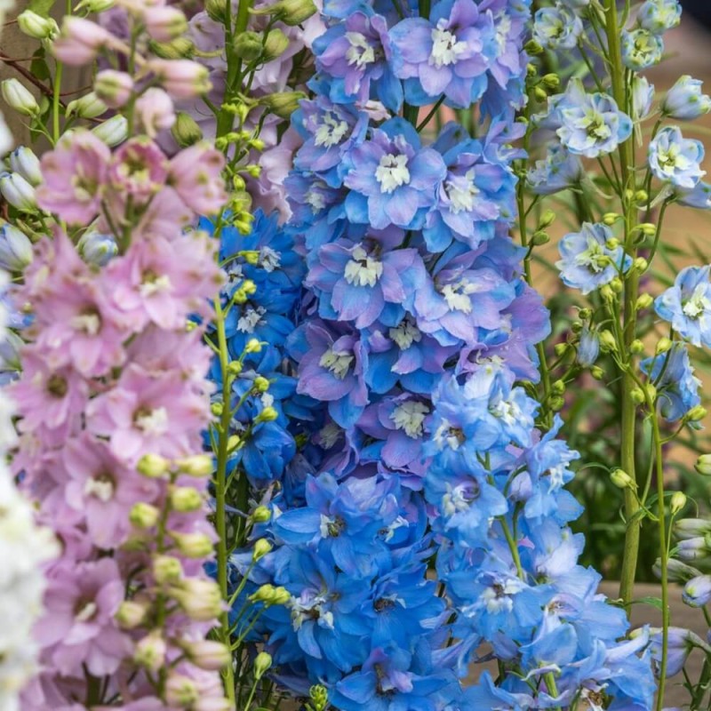 Ostróżka ogrodowa (Delphinium ajacis) nasiona 1g (1).jpg
