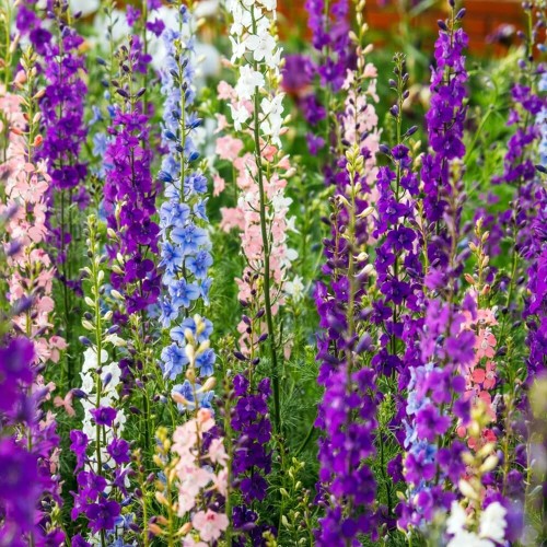 Ostróżka ogrodowa nasiona 1g