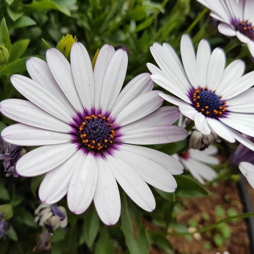 Osteospermum białe nasiona 05 g