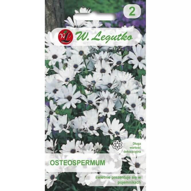 Osteospermum białe (Osteospermum ecklonis) nasiona 0,5 g (2).jpg