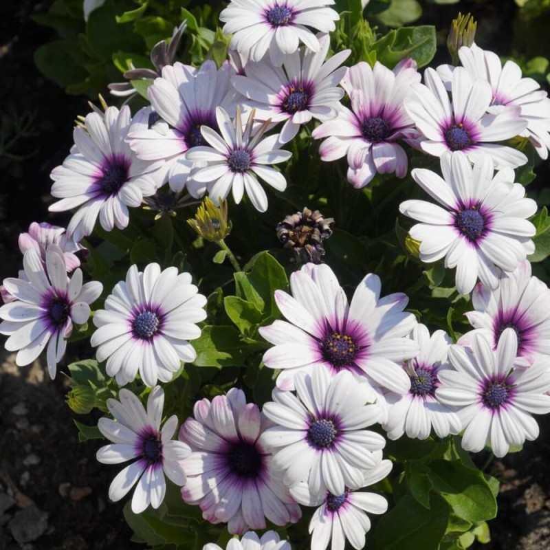 Osteospermum białe (Osteospermum ecklonis) nasiona 0,5 g (4).jpg
